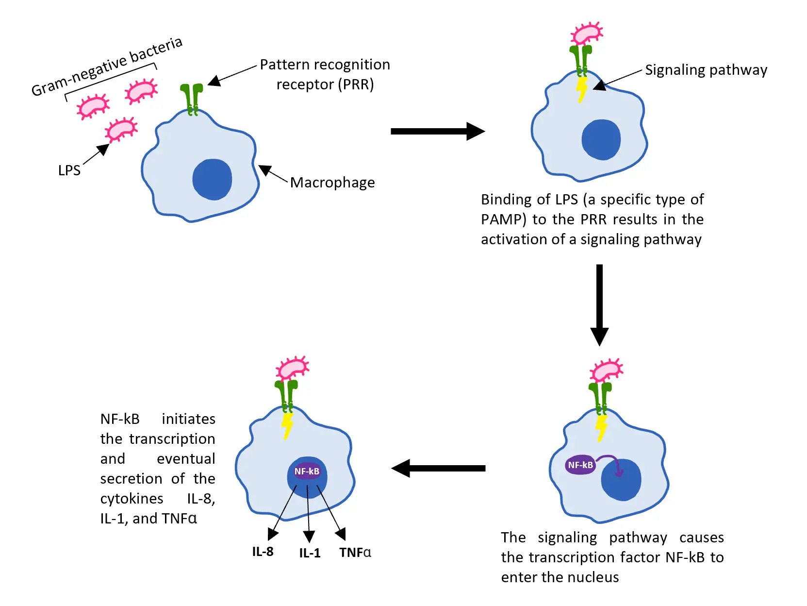 The Science of the Immune System: How Your Body Fights Disease